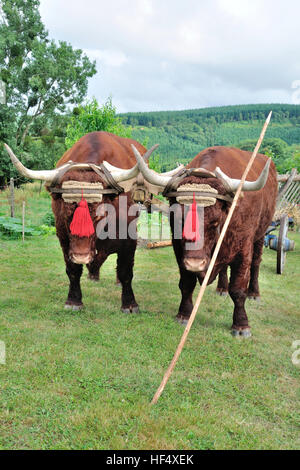 Vecchio stile MENESSAIRE trebbiatura Foto Stock