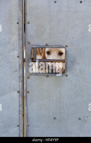 Dietro le porte chiuse, Foxhound bloccato in dietro grandi porte in acciaio Foto Stock