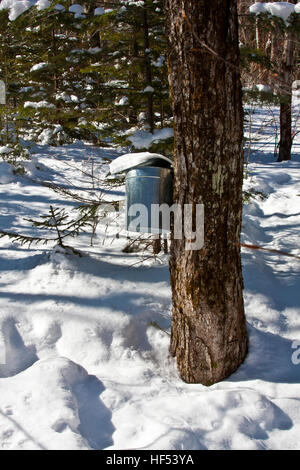 L'Appalachian Mountain Club Highland Centre a Crawford tacca, New Hampshire, Stati Uniti d'America, un acero sap benna di raccolta su un acero Foto Stock