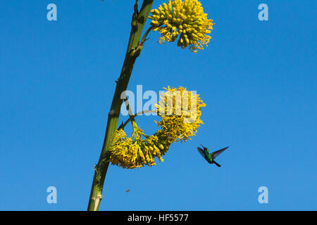 Un cubano Emerald hummingbird alimentazione su agave fiori in Cuba Foto Stock