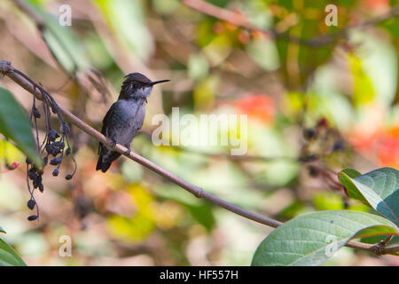 Un bambino maschio bee hummingbird, il più piccolo di uccelli nel mondo, in Cuba Foto Stock