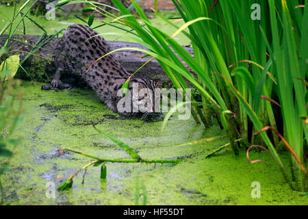 La pesca Cat, (Prionailurus viverrinus), Adulto la caccia ad acqua, Asia Foto Stock