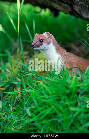 Ermellino, corto-tailed donnola (Mustela erminea), Adulto alert, Surrey, Inghilterra, Europa Foto Stock