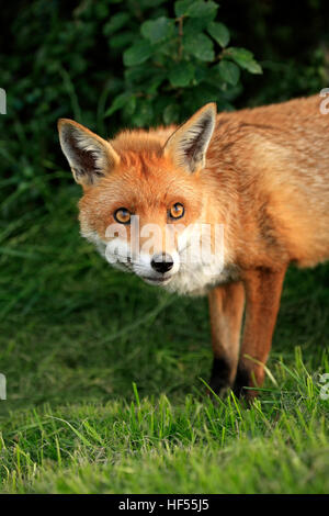 La volpe rossa, (Vulpes vulpes vulpes), Adulto ritratto di avviso, Surrey, Inghilterra, Europa Foto Stock