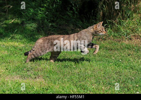 Scottish Wildcat, (Felis silvestris silvestris), Adulto jumping, Surrey, Inghilterra, Europa Foto Stock