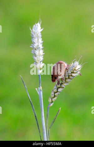 Harvest mouse (Micromys minutus), Adulto salendo a steli di grano, Surrey, Inghilterra, Europa Harvest mo Foto Stock