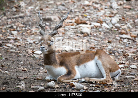 Un blackbuck, o indiano, antilope Antilope cervicapra, in appoggio sul terreno. Questo antelope è nativo in India ed è stata introdotta in Argentina Foto Stock