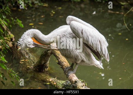 Un pellicano dalmata, Pelecanus crispus, appollaiato su un tronco che emerge dall'acqua è la pulizia le sue piume. Questo razze avicole dall Europa all Ind Foto Stock