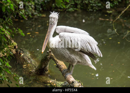 Un pellicano dalmata, Pelecanus crispus, appollaiato su un tronco che emerge dall'acqua e guardando la telecamera. Questo uccello si trova in laghi, Fiume Foto Stock