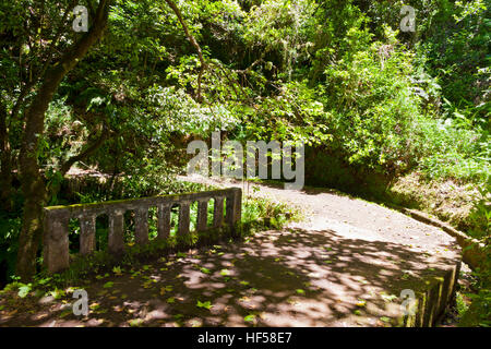 Escursioni lungo i canali di irrigazione (storico sistema di approvvigionamento di acqua, noto come Levada) nella foresta magica, Isola di Madeira, Portogallo Foto Stock