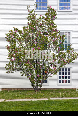 Comune; lilla Syringa vulgaris; Oleaceae | Piante ornamentali; Canterbury Shaker Village; Canterbury; New Hampshire; USA Foto Stock