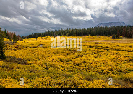 La copertura del terreno diventa dorate in autunno, vista da Rt. 287 verso il - Bridger Teton National Forest, Wyoming USA Foto Stock