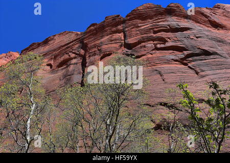La casella alberi elder contro Navajo in arenaria Kolob Canyon, il Parco Nazionale di Zion Foto Stock