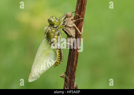 Un recentemente emerso ampio Chaser corposo Dragonfly (Libellula depressa). Foto Stock