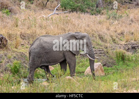 Un maschio di elefante africano (Loxodonta africana) passeggiate attraverso le acque poco profonde di un fiume in Sud Africa e Africa Foto Stock