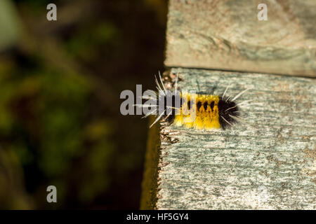 Caterpillar di The Spotted Tussock Moth in Quebec, Canada Foto Stock