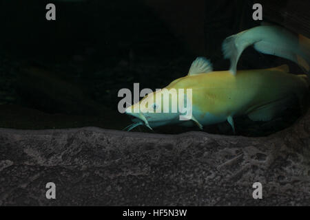 Close up leucistic blue catfish (Ictalurus furcatus) Foto Stock