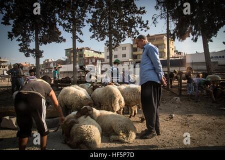 Turchia - Reyhanli - Smugglers' Town - 22/09/2015 - Turchia / Hatay / Reyhanli - venditori di pecora siriano a vendere i loro animali dalla Siria, a pochi giorni dalla Eid. Reyhanli, una piccola cittadina sulla frontiera siriana, è noto per la casa di un certo numero di mafie che tutto il traffico che proviene dalla Siria. - Chris Huby / Le Pictorium Foto Stock