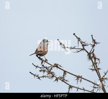 Spectacled Trillo Sylvia conspicillata Anarita Cipro Foto Stock