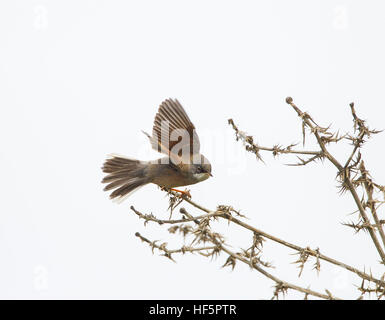 Spectacled Trillo Sylvia conspicillata Anarita Cipro Foto Stock