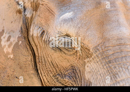 Wild Elefante africano ritratto da vicino Foto Stock