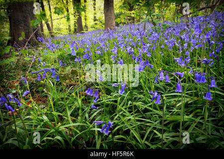 Hyacinthoides non scripta (ex Endimione non scriptus o Scilla non scripta) è un bulbo di piante perenni, che si trovano in zone dell'Atlantico del nord-ovest Foto Stock