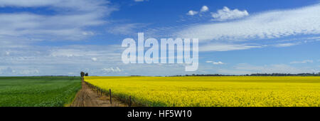 Colture di canola, nel pieno fiore di primavera, vicino a Barossa, South Australia, Australia Foto Stock