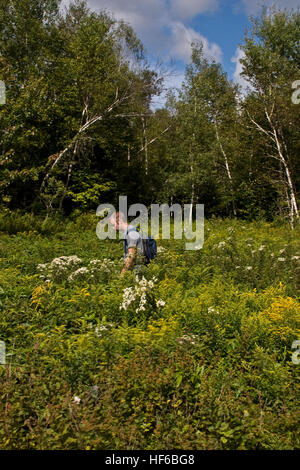 AMC, New Hampshire, un escursionista solitario a piedi su un sentiero attraverso un campo di fiori selvatici presso l'Highland Center di Crawford tacca, NH Foto Stock