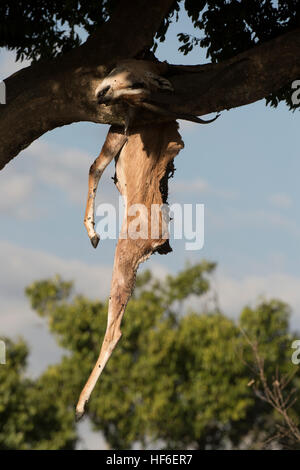 Gants gazzella appeso nella struttura ad albero dopo essere stato ucciso e portato da Leopard in Masai Mara.L Foto Stock