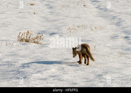 Hokkaido Red Fox (kitsune), Vulpes vulpes schrencki attraversando una coperta di neve campo vicino villaggio Tsurui, Hokkaido, Giappone Foto Stock