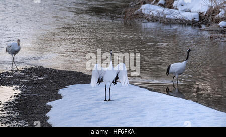 Famiglia di rosso-gru coronata di prima mattina nel fiume Setsuri, Otowabashi (ponte), Hokkaido, Giappone Foto Stock