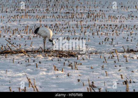 Nastrare rosso-crowned crane al tramonto nella stoppia mais, vicino al villaggio di Tsurui, Hokkaido, Giappone Foto Stock