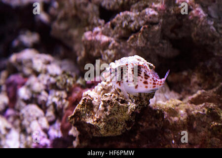 Falco hawkfish Cirrhitichthys falco posatoi sulla Coral e attende la preda in un acquario di barriera corallina. Foto Stock