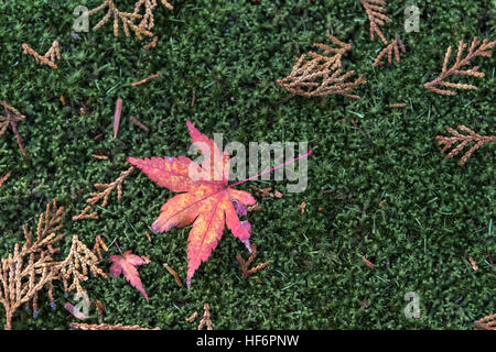 Red maple leaf e cipresso aghi giacente su un letto di spessore di muschio, Koinsan Saiho-ji (Takedera, moss tempio), Kyoto, Giappone Foto Stock