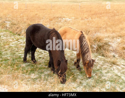 Uno marrone scuro e uno marrone chiaro cavalli islandesi mangiare erba fianco a fianco nel campo, Islanda Foto Stock