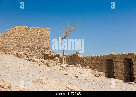 Lonely albero secco dietro la parete di Masada parco nazionale in Israele, un sito del Patrimonio Mondiale come dichiarato dall'UNESCO Foto Stock