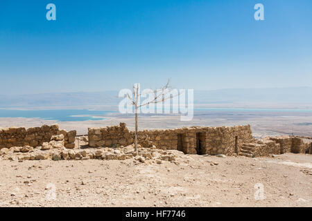 Lonely albero secco dietro la parete di Masada parco nazionale in Israele, un sito del Patrimonio Mondiale come dichiarato dall'UNESCO. Vista su un mare morto Foto Stock