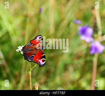 Farfalla di pavone, pavone europeo, Aglais io Foto Stock