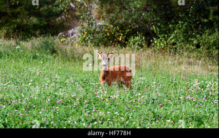 Roebuck in piedi sul campo di trifoglio, guardando la macchina fotografica Foto Stock