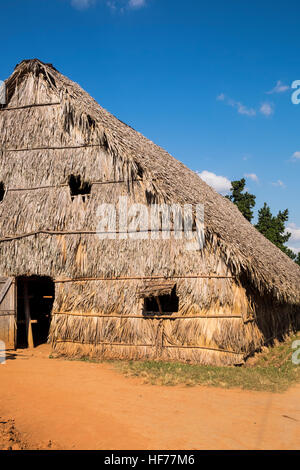 Essiccazione del tabacco sparso in Vinales, Cuba Foto Stock