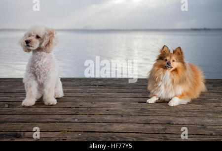 Barboncino bianco mongrel e shetland sheepdog giace su tavole di legno Foto Stock