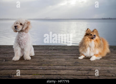 Barboncino bianco mongrel e shetland sheepdog giace su tavole di legno Foto Stock