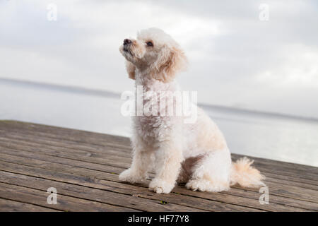 Barboncino bianco mongrel siede su tavole di legno Foto Stock