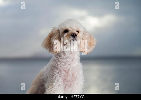 Barboncino bianco mongrel ritratto su sfondo blu Foto Stock