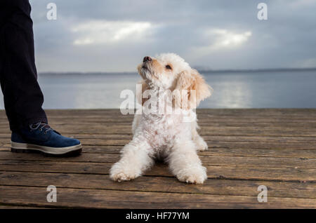 Barboncino bianco mongrel giace su tavole di legno e guarda al suo proprietario Foto Stock