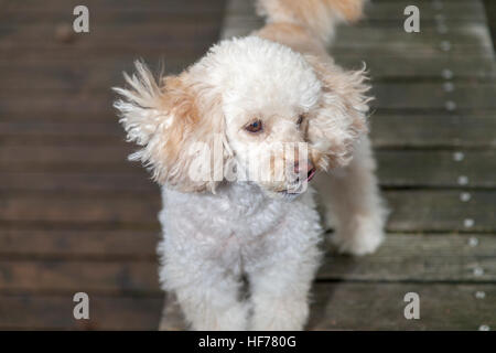 Barboncino bianco mongrel sorge su tavole di legno Foto Stock