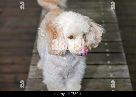 Barboncino bianco mongrel sorge su tavole di legno Foto Stock