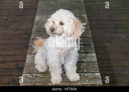 Barboncino bianco mongrel siede su tavole di legno Foto Stock