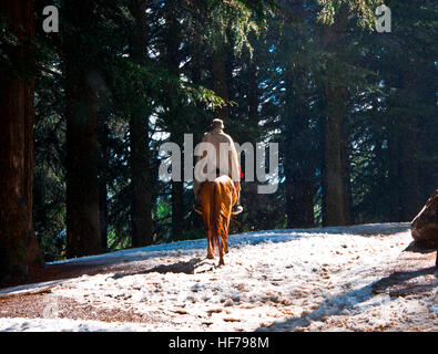 Uomo a cavallo nella foresta durante la nevicata. Foto Stock