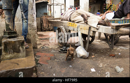 Popolo di Delhi, e un po' di can. Foto Stock